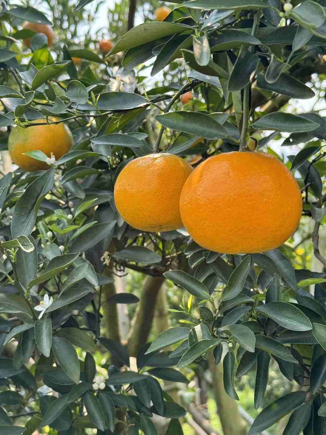 Best quality Sai Nam Pueng orange Chiang Mai