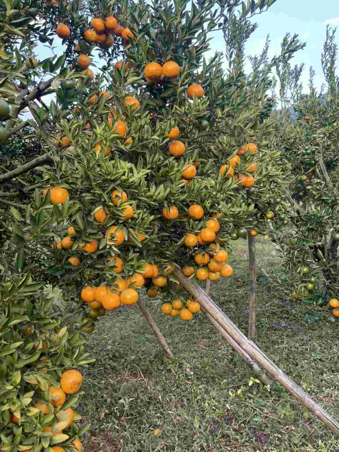 Buy fresh oranges Orange Farm Chiang Mai