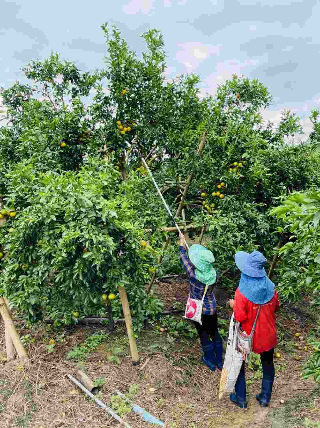 Sai Nam Peung orange Chiang Mai wholesale export quality