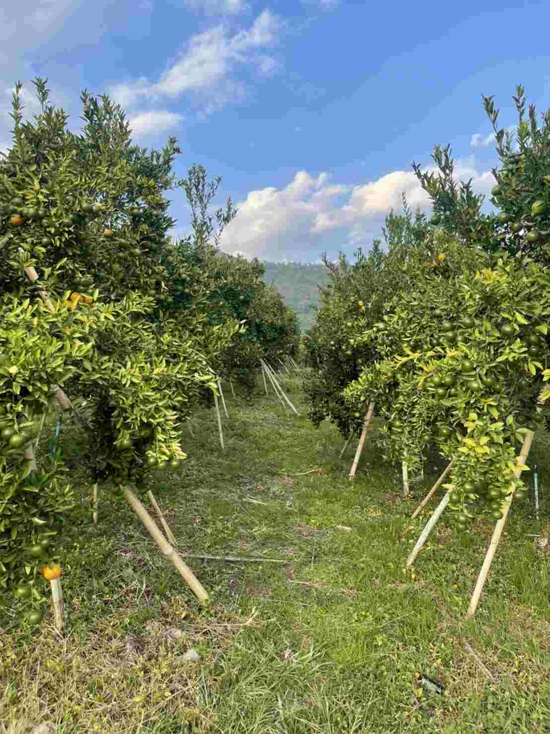 Export quality orange Sai Nam Pueng Chiang Mai Thailand