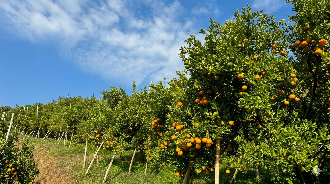 Direct-from-farm oranges Chiangmai